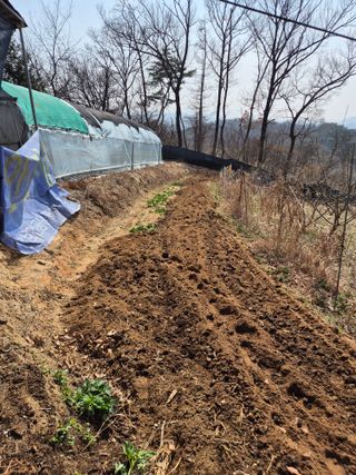 호랑이별님의 기타작물 · 영농일지 작성글 사진