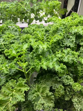 정종배님의 기타작물 · 영농일지 작성글 사진