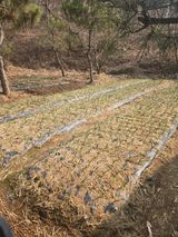 팜모닝 마늘·영농일지 게시글 이미지