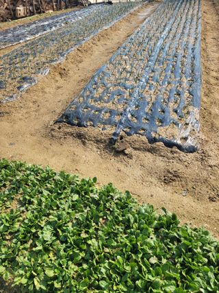 알렉산더님의 양파 · 영농일지 작성글 사진