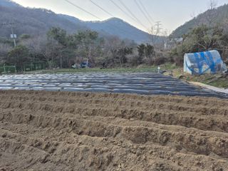 이경옥님의 고추 · 영농일지 작성글 사진