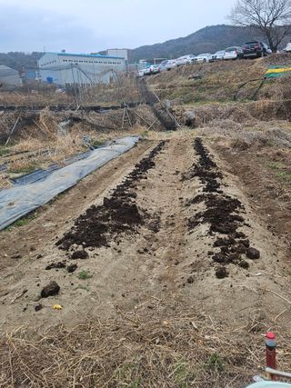 장문업 님의 감자 · 영농일지 작성글 사진