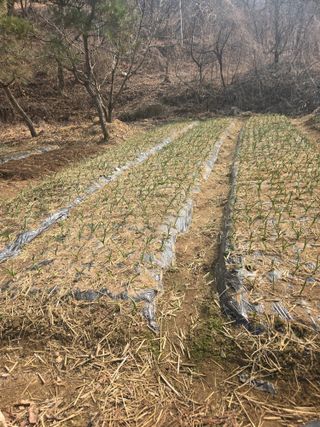 매실21434님의 마늘 · 영농일지 작성글 사진