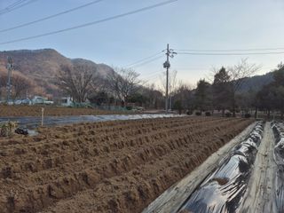 이경옥님의 고추 · 영농일지 작성글 사진