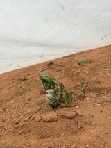 팜모닝 두릅·영농일지 게시글 이미지