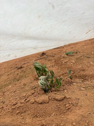 정의진님의 두릅 · 영농일지 작성글 사진