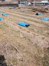 팜모닝 감자·영농일지 게시글 이미지