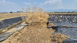 늘푸른 농장주님의 기타작물 · 영농일지 작성글 사진