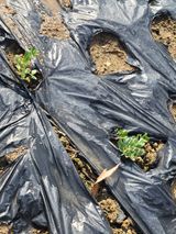 팜모닝 양파·영농일지 게시글 이미지