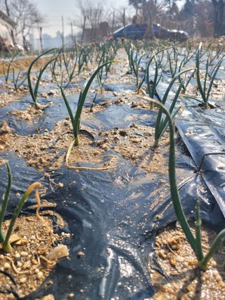 알렉산더님의 양파 · 영농일지 작성글 사진