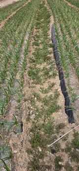 경주농장님의 작성글 사진