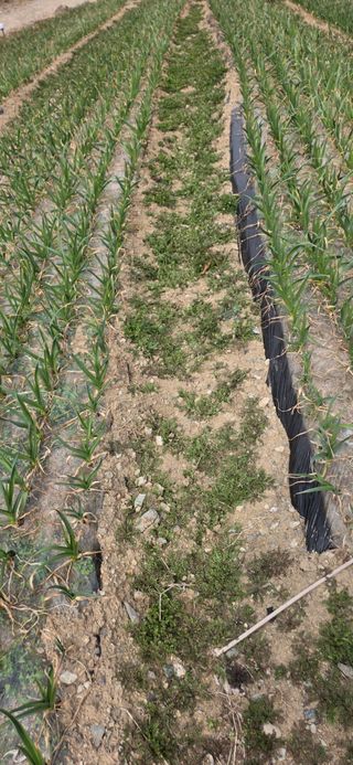 경주농장님의 마늘 · 영농일지 작성글 사진