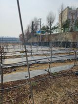 팜모닝 기타작물·영농일지 게시글 이미지