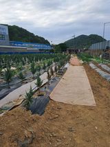 팜모닝 기타작물·영농일지 게시글 이미지