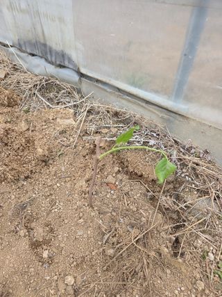 정민지호맘님의 기타작물 · 영농일지 작성글 사진