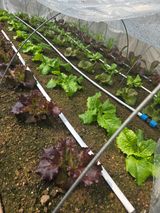 팜모닝 상추·영농일지 게시글 이미지