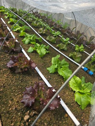 매실21434님의 상추 · 영농일지 작성글 사진