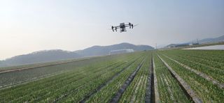 구춘봉님의 마늘 · 영농일지 작성글 사진