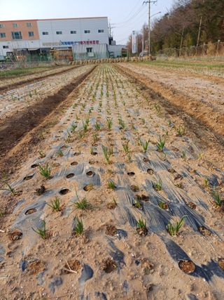 전원수님의 토마토 · 영농일지 작성글 사진