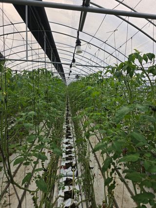 김호진님의 토마토 · 영농일지 작성글 사진