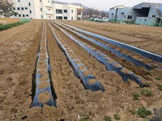 이호봉님의 감자 · 영농일지 작성글 사진