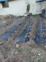 팜모닝 감자·영농일지 게시글 이미지