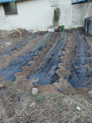 김윤철님의 감자 · 영농일지 작성글 사진