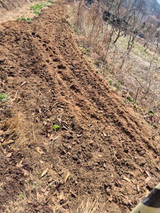호랑이별님의 기타작물 · 영농일지 작성글 사진
