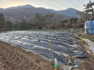 이경옥님의 고추 · 영농일지 작성글 사진