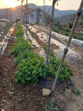 신 난다님의 콩 · 영농일지 작성글 사진