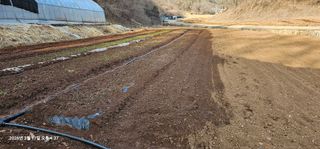 장용선 사진작가농부님의 감자 · 영농일지 작성글 사진