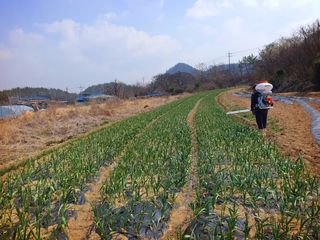 오이8898황산면님의 마늘 · 영농일지 작성글 사진