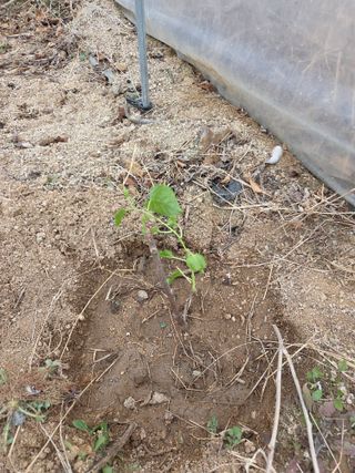 정민지호맘님의 기타작물 · 영농일지 작성글 사진