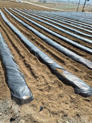 남기탁 님의 감자 · 영농일지 작성글 사진