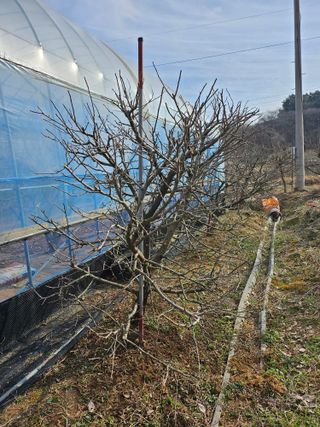 서정훈 님의 사과 · 영농일지 작성글 사진