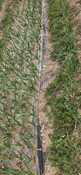 경주농장님의 작성글 사진