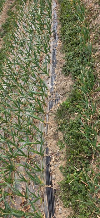 경주농장님의 마늘 · 영농일지 작성글 사진