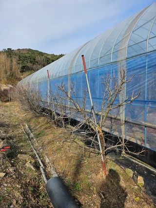 서정훈 님의 사과 · 영농일지 작성글 사진