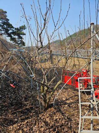 조영민님의 배 · 영농일지 작성글 사진