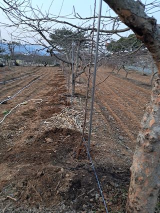 구강회님의 사과 · 영농일지 작성글 사진