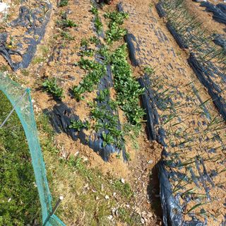 김건우님의 파 · 영농일지 작성글 사진