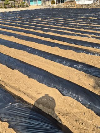 남기탁 님의 감자 · 영농일지 작성글 사진