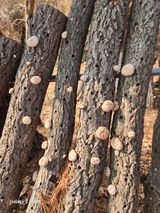 팜모닝 감자·영농일지 게시글 이미지