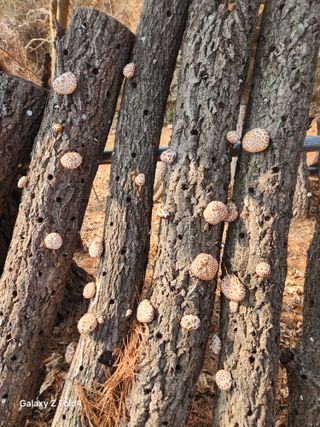 헤라여신^^♡님의 감자 · 영농일지 작성글 사진