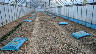 김용훈 님의 감자 · 영농일지 작성글 사진