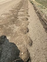 팜모닝 두릅·영농일지 게시글 이미지