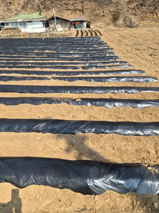 남기탁 님의 감자 · 영농일지 작성글 사진