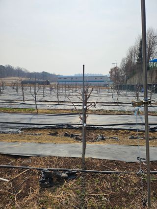 우진수님의 기타작물 · 영농일지 작성글 사진