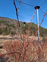 팜모닝 블루베리·영농일지 게시글 이미지