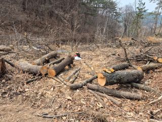 황매산신령님의 버섯 · 영농일지 작성글 사진